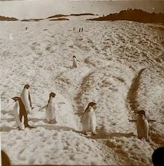"Découverte des Pôles"
"La première expédition française en Antarctique conduite par Jean-Baptiste Charcot (1867-1936)  à bord du trois-mâts goélette le Français qui s'est déroulée du 22 août 1903 au 4 mars 1905"
